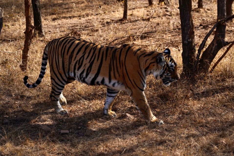 From Delhi: 5 Day Golden Triangle & Ranthambore Tiger Safari - Inclusions