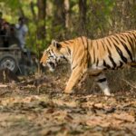 2 from delhi 5 day tiger safari golden triangle tour From Delhi: 5-Day Tiger Safari & Golden Triangle Tour