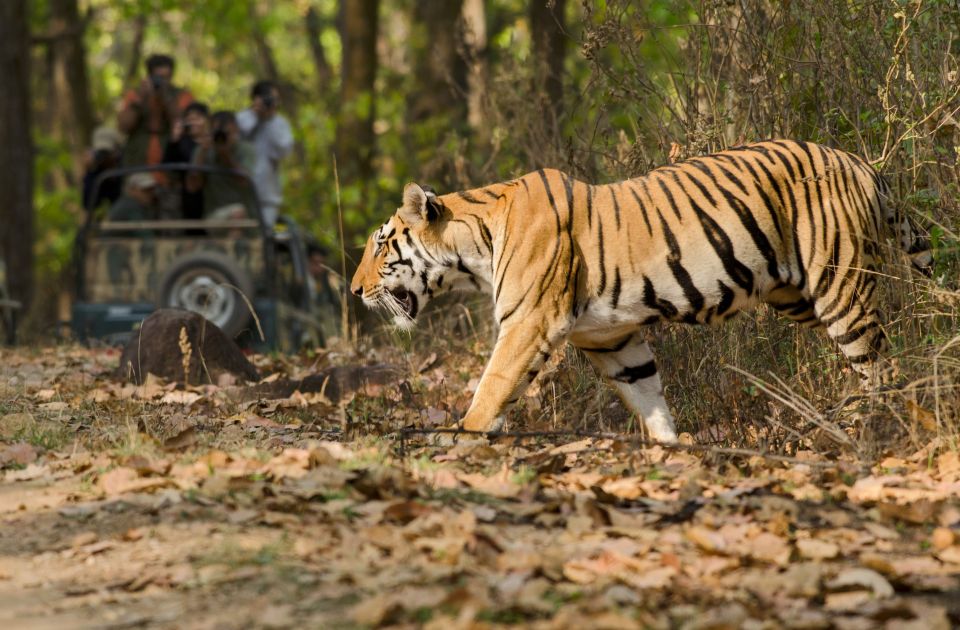 2 from delhi 5 day tiger safari golden triangle tour From Delhi: 5-Day Tiger Safari & Golden Triangle Tour