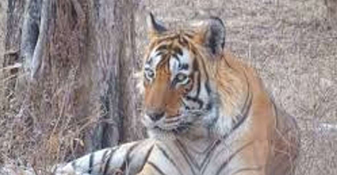 From Delhi: 5 Days Golden Triangle W/Ranthambore Tiger Safai - Delhi Sightseeing