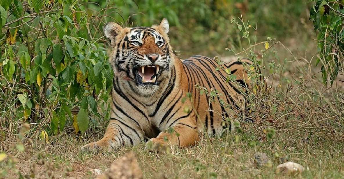 From Delhi: Delhi Ranthambore 3 Days Tour - Booking Information