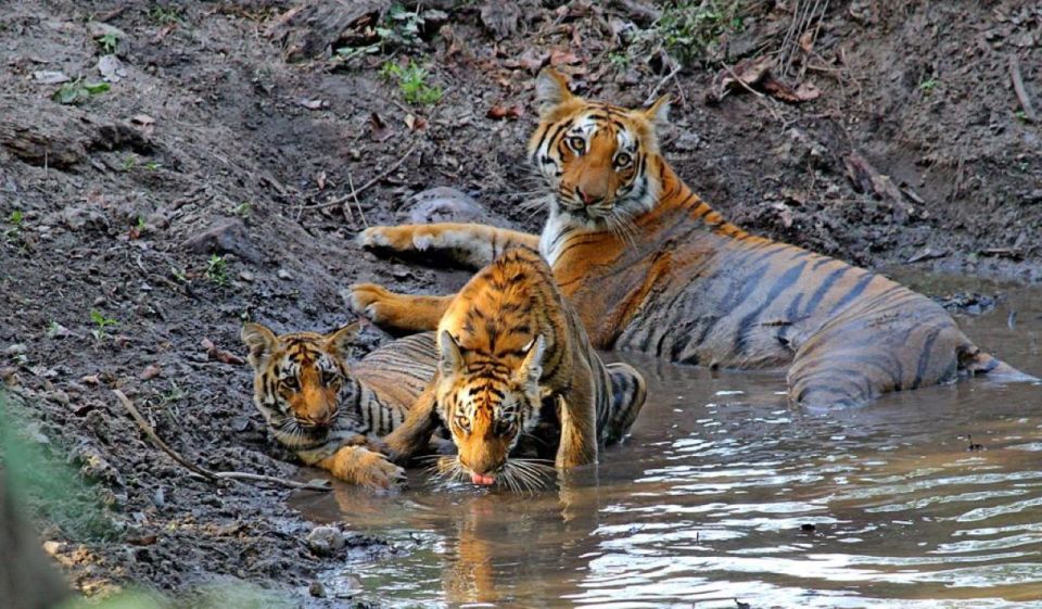 From Delhi: Golden Triangle & Ranthambore Tiger Safari 4 Day - Experience Highlights