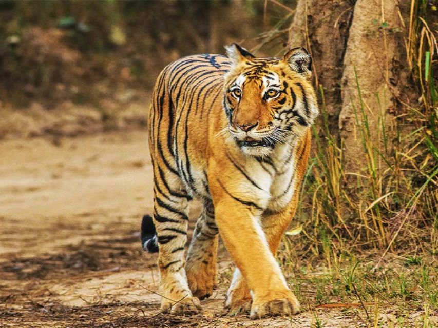 From Delhi: Jim Corbett National Park Tour by Car - Experience Highlights