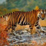2 from delhi private 3 day ranthambore wildlife safari tour From Delhi: Private 3-Day Ranthambore Wildlife Safari Tour