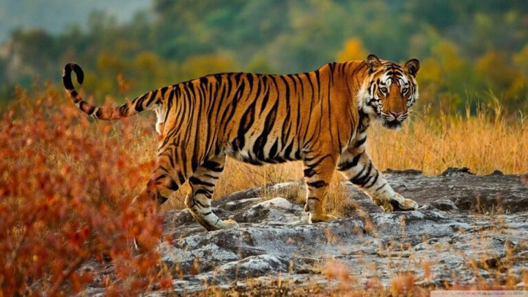 From Delhi: Private 3-Day Ranthambore Wildlife Safari Tour