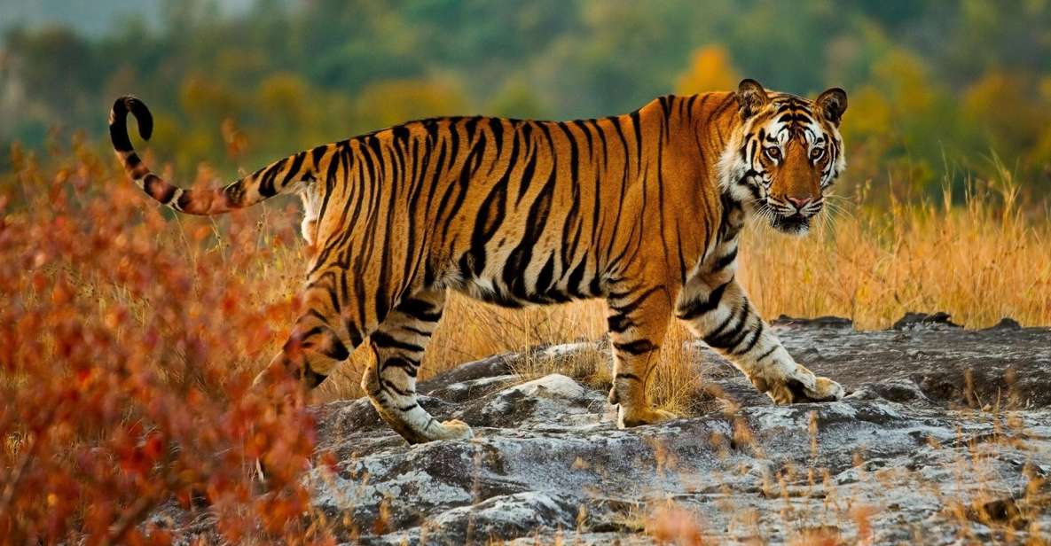 From Delhi: Private Golden Triangle Tour With Tiger Safari - Itinerary Overview