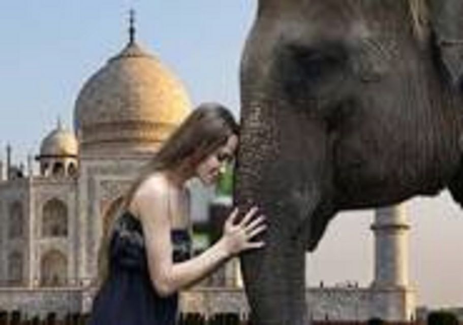 From Delhi: Taj Mahal With Elephant & Bear SOS - Experience Highlights