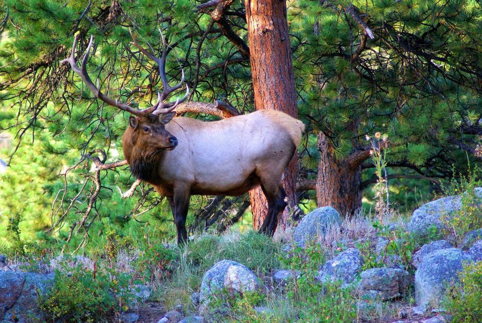 From Denver: Guided Hike in Rocky Mountain National Park - Experience