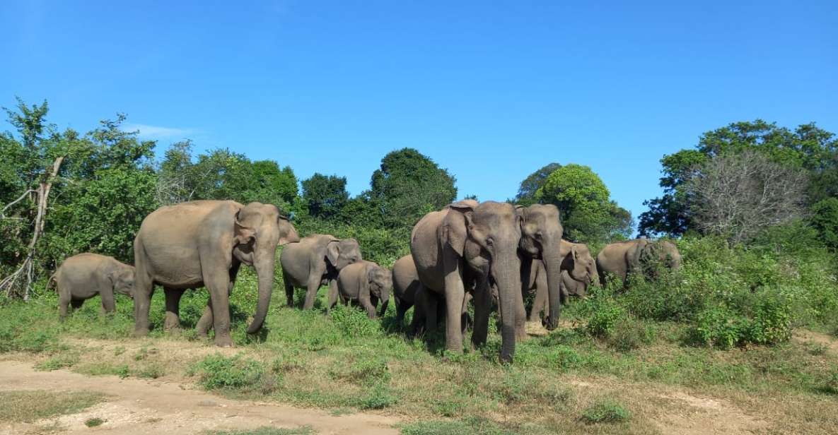 From Ella: Udawalawe National Park Safari Tour - Experience Highlights