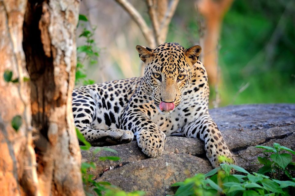From Ella :- Yala National Park Thrilling Half-Day Safari - Safari Highlights