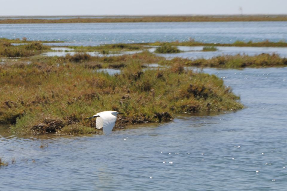 From Faro: Ria Formosa Lagoon Boat Tour With Local Guide - Experience Highlights
