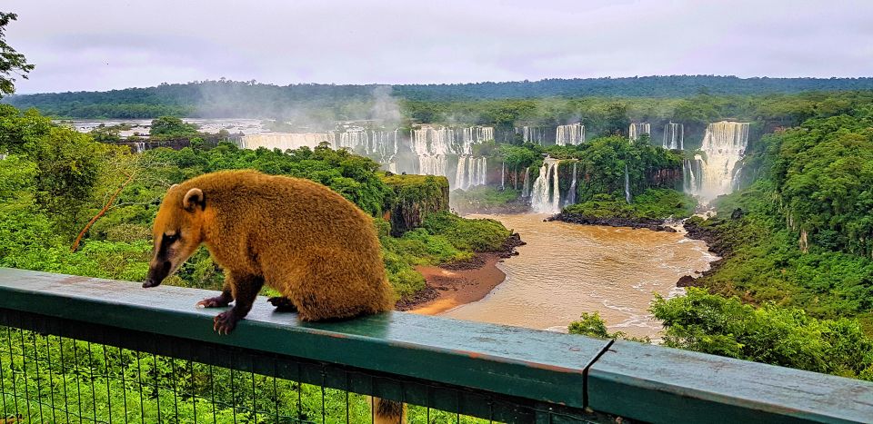 From Foz Do Iguaçu: Brazilian Side of the Falls With Ticket - Activity Details