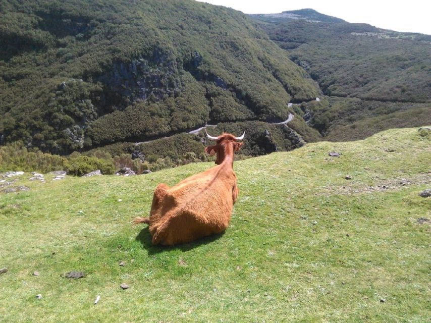 From Funchal: West Madeira and Laurel Forest Day Trip - Tour Highlights