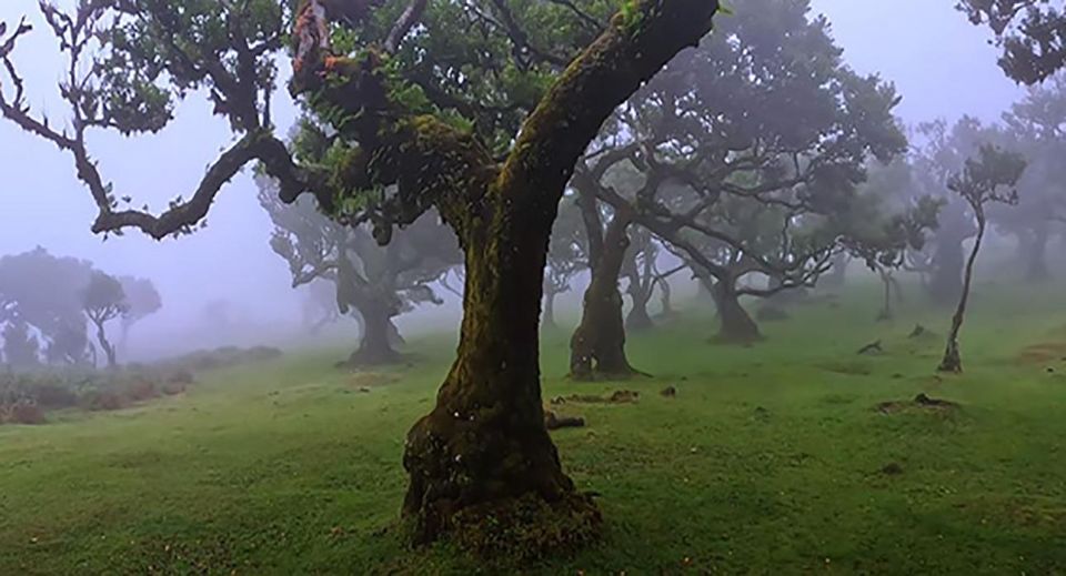 From Funchal: West Madeira Waterfalls and Fanal Forest Tour - Booking Information