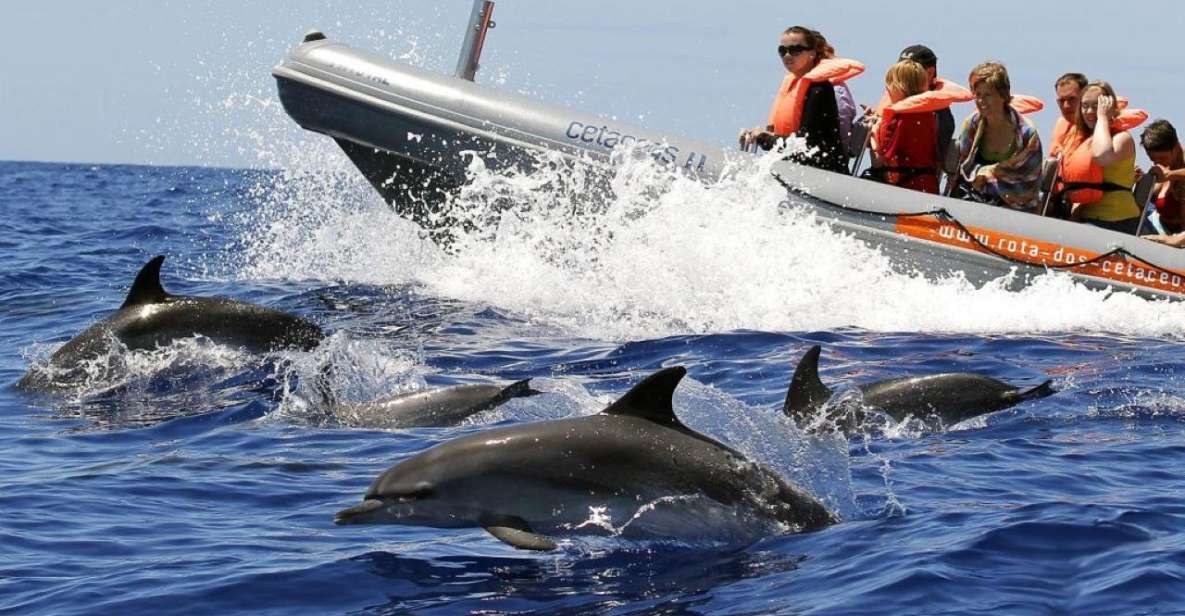 From Funchal: Whale and Dolphin Watching - Experience Highlights