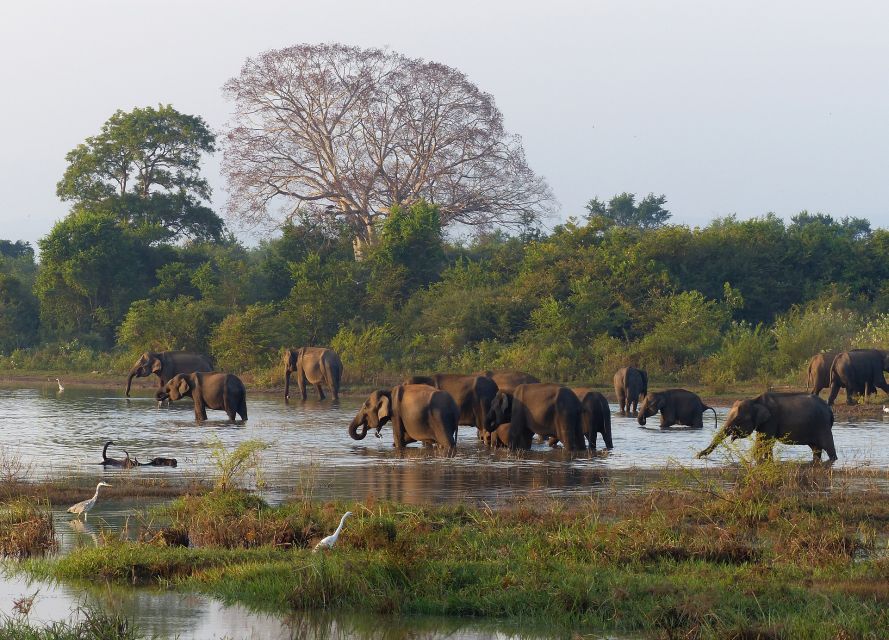 From Habarana or Sigiriya: Minneriya National Park Safari - Experience in Minneriya National Park