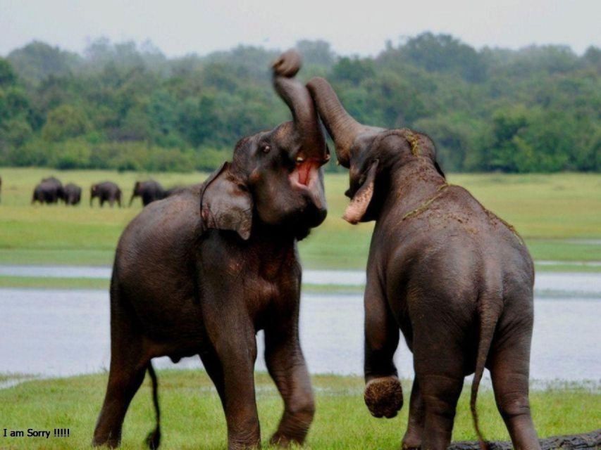 From Hambantota Harbor: Elephant Safari Extravaganza - Safari Itinerary Highlights