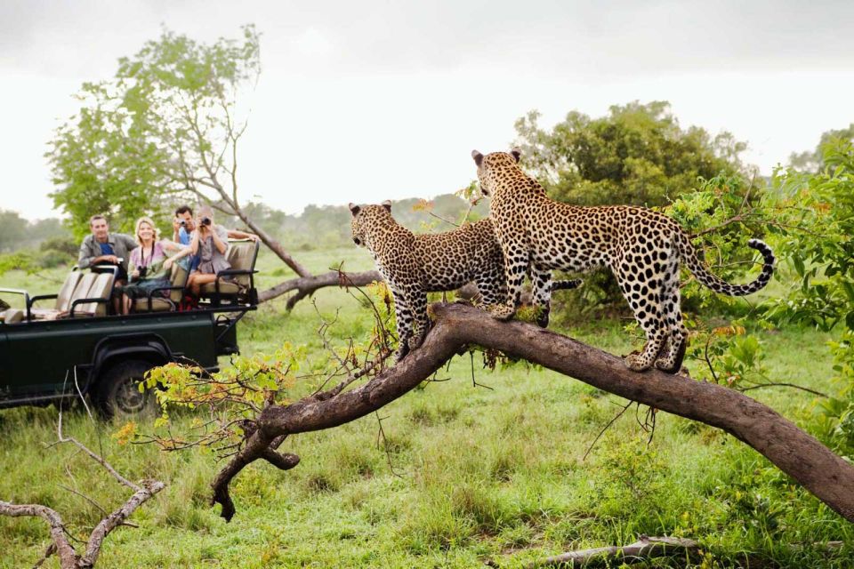 From Hazyview: Full Day Kruger Park Wildlife Safari - Experience Highlights