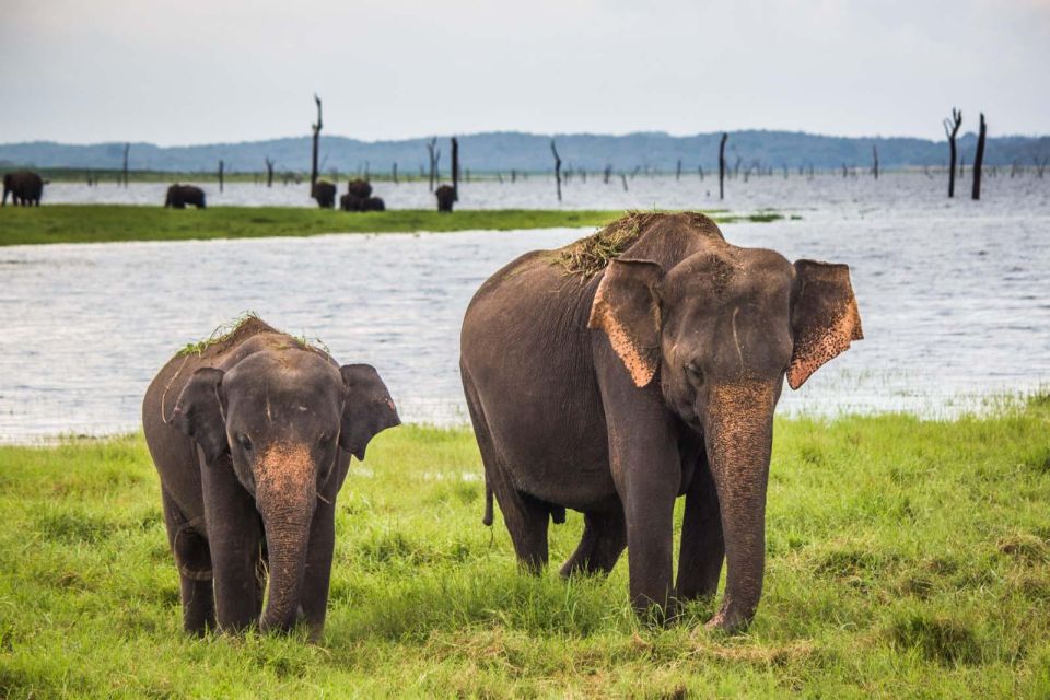 From Hikkaduwa/Galle/Weligama/Mirissa: Udawalawe Safari Tour - Safari Experience Highlights