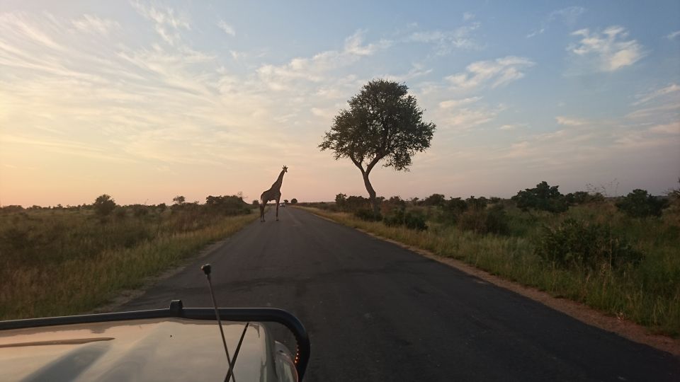 From Hoedspruit: Kruger National Park Safari With Transfer - Experience Highlights