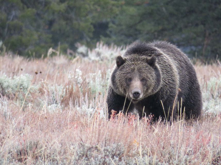 From Jackson: Yellowstone Day Tour Including Entrance Fee - Reservation and Itinerary Details