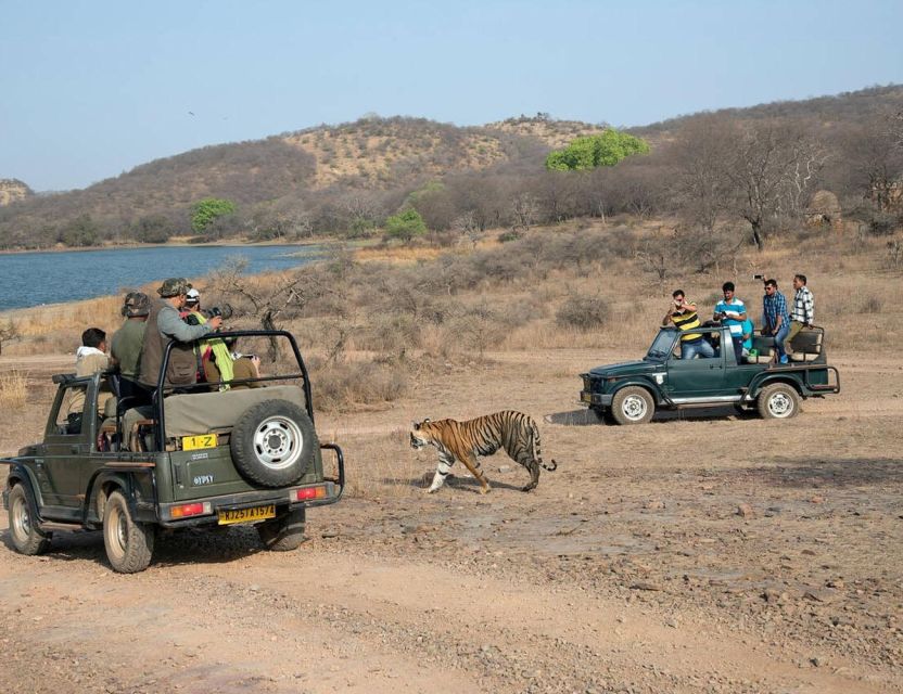 From Jaipur: Overnight Ranthambore Tiger Safari Private Tour - Experience