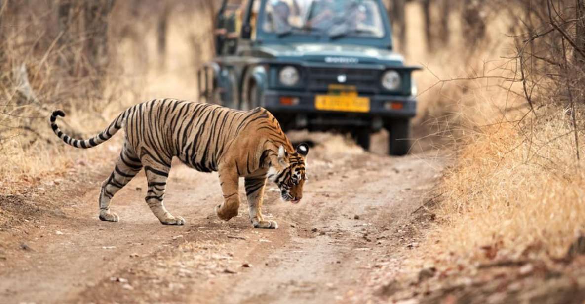 From Jaipur: Private Ranthambore Day Trip With Tiger Safari - Experience Highlights