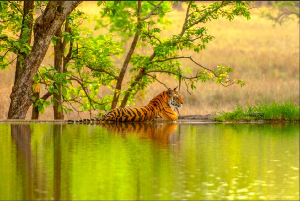 From Jaipur: Ranthambore Tiger Safari Overnight Tour - Cancellation Policy and Payment Options