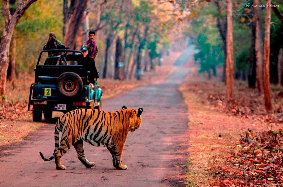 From Jaipur: Same Day Ranthambore Excursion - Experience