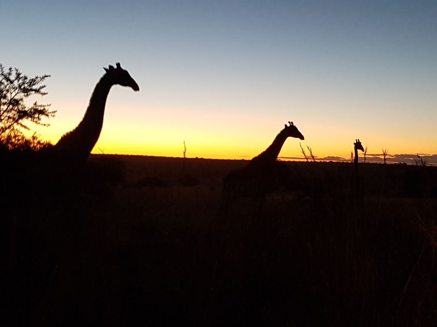 From Johannesburg: Half-Day Safari to Dinokeng Game Reserve - Logistics
