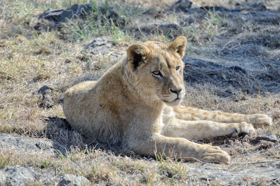 From Johannesburg: Lion & Safari Park Half-Day Tour - Small Group Experience and Live Guide
