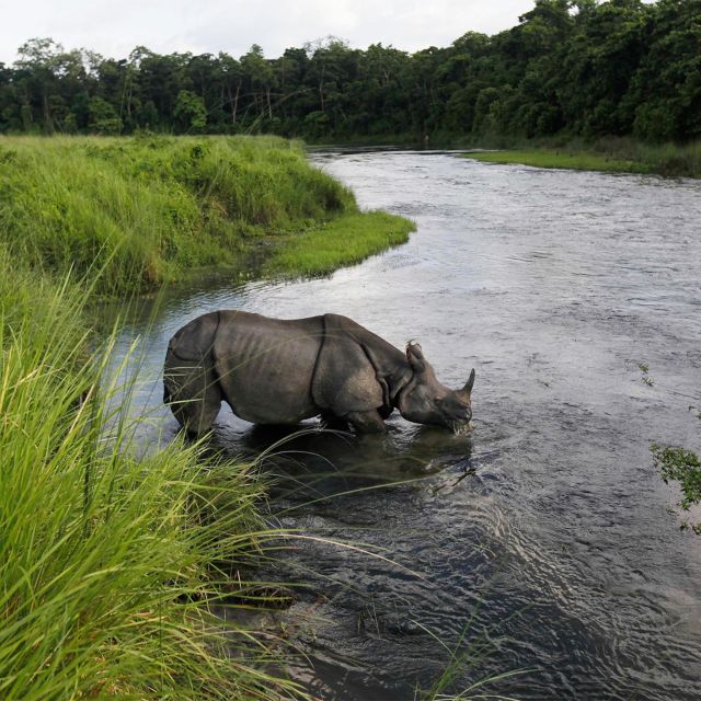 From Kathmandu or Pokhara: 3 Nights Chitwan Jungle Safari - Wildlife Encounters and Activities