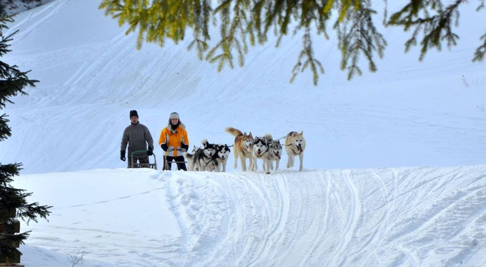 From Krakow: Dogsled Ride in Tatra Mountain - Highlights of the Experience