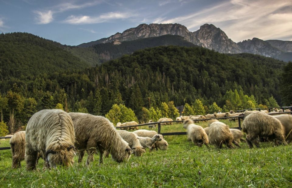 From Krakow: Zakopane and Thermal Springs Private Tour - Experience Highlights