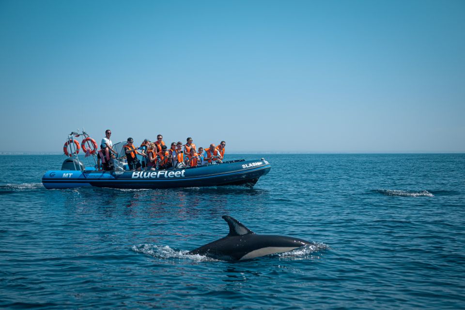 From Lagos: Dolphin Watching Boat Trip - Experience Highlights