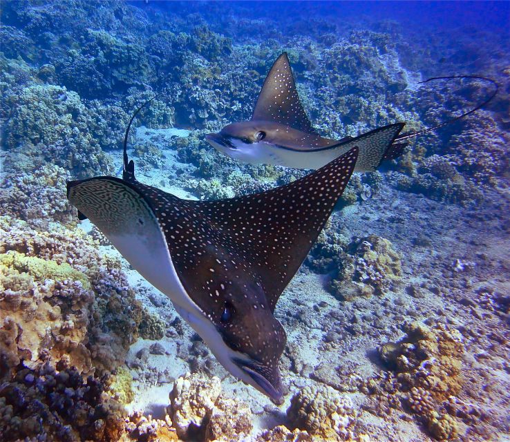 From Ma'alaea Harbor: Lana'i Snorkel and Dolphin Adventure - Booking Options