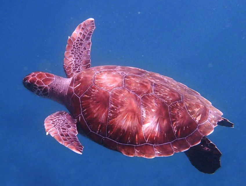 From Mindelo: São Vicente's Enchanting Sea Turtle Snorkeling - Experience Highlights
