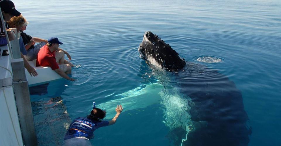 From Mirissa: Private Whale Watching Tour With Sunset - Experience