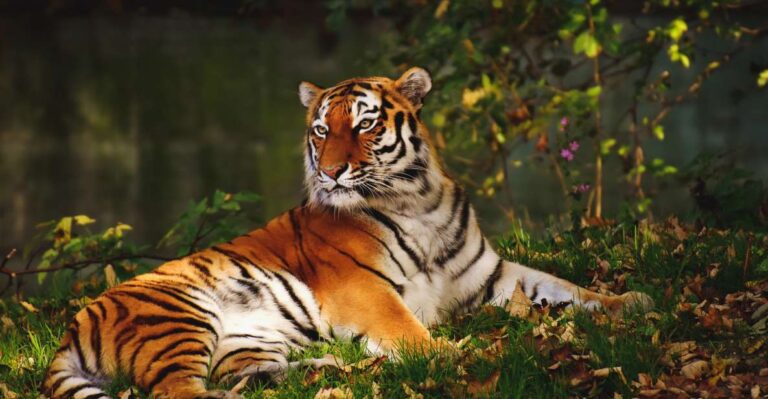 From Nagpur: Pench Wildlife Private Tour With Accommodation