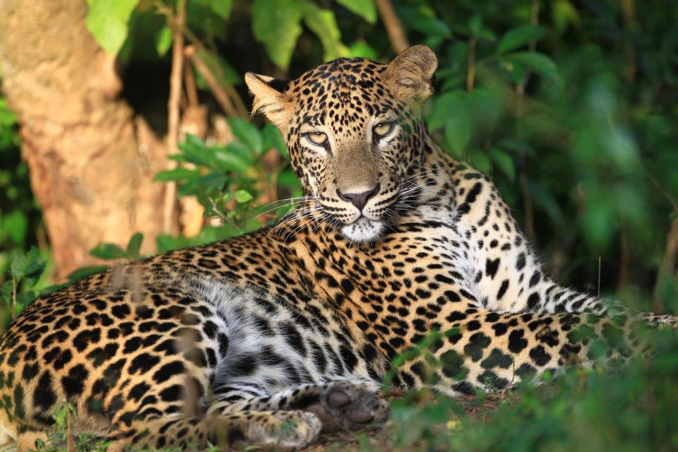 From Negombo: Wilpattu National Park Safari Tour - Tour Highlights