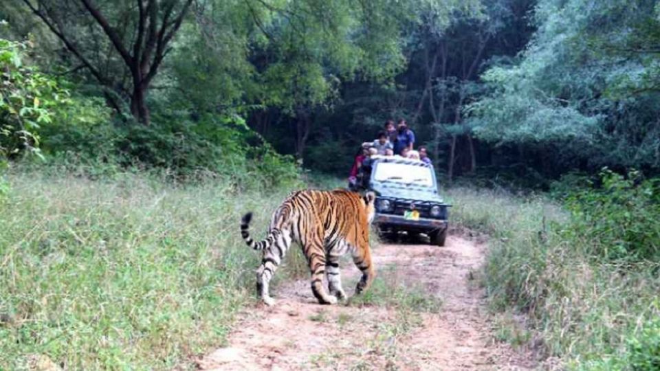 From New Delhi: 3-Day Sariska Tiger Reserve Private Tour - Activity Details