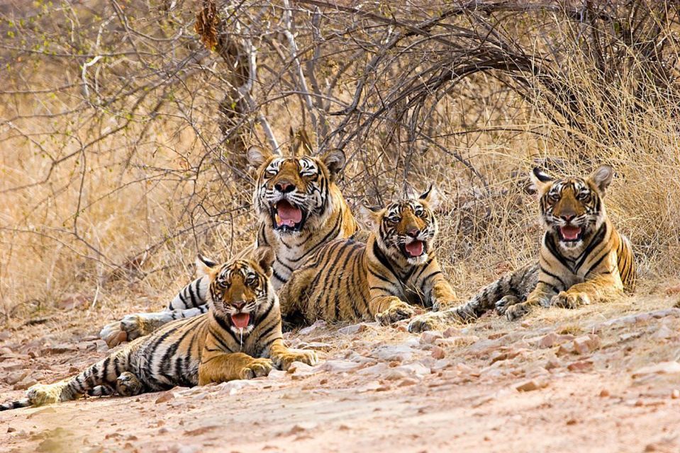 From New Delhi: 5-Day Golden Triangle Trip With Ranthambore - Detailed Itinerary