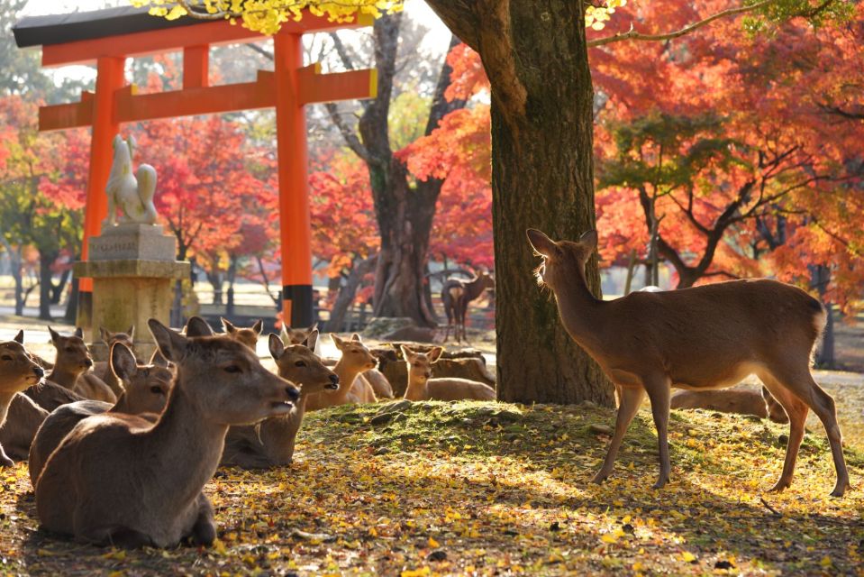 From Osaka or Kyoto: Kyoto & Nara 1 Day Bus Tour - Tour Highlights