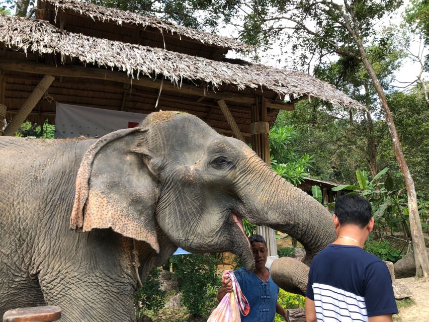 From Phuket & Khao Lak: Elephant Care With Waterfall Visit - Elephant Interaction