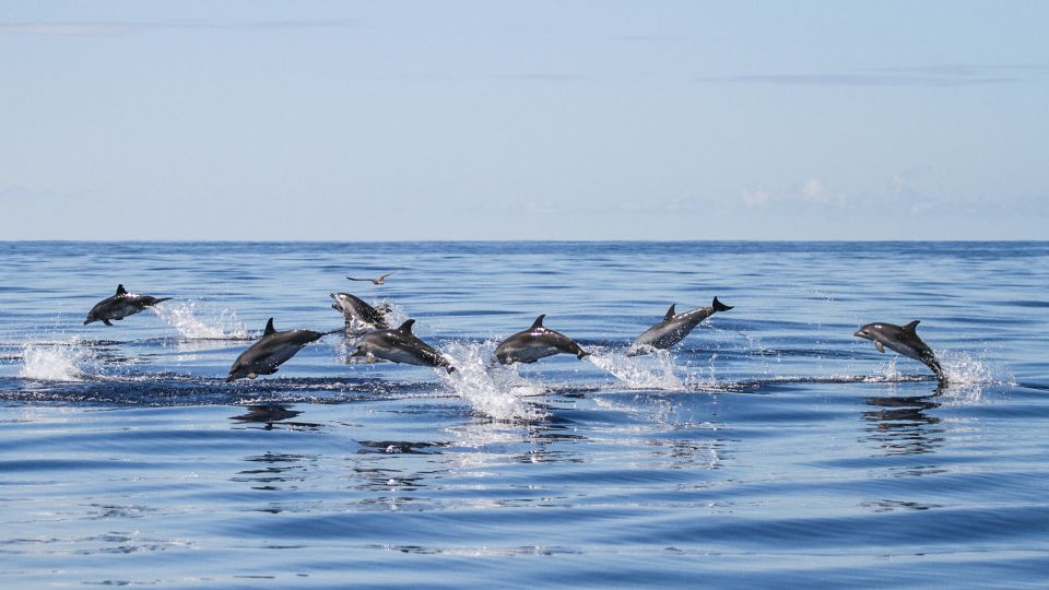 From Ponta Delgada: Whale and Dolphin Watching Trip - Activity Highlights