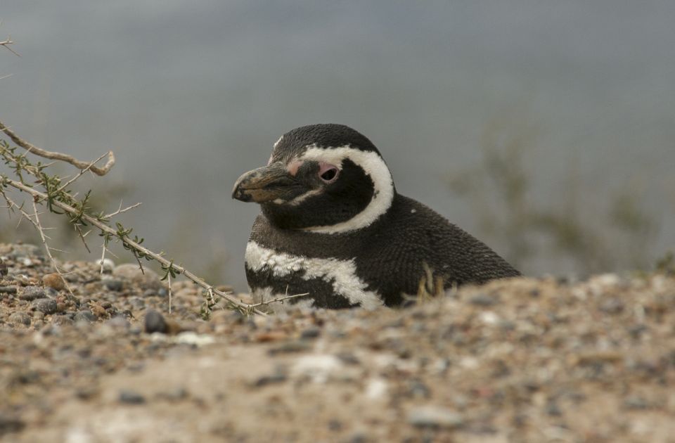 From Puerto Madryn: Penguin Tour & Península Valdés Day Trip - Pickup & Cancellation Policy