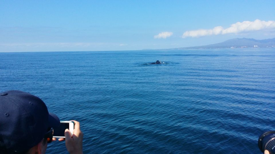 From Puerto Vallarta/Nuevo Vallarta: Whale Watching Cruise - Experience Highlights
