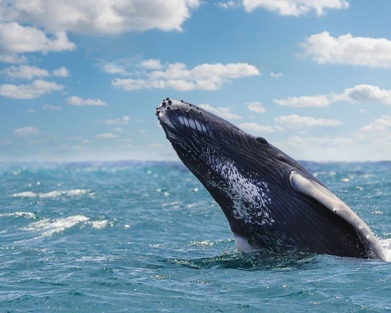 From Punta Cana: Samana Cayo Levantado / Whales - Experience Highlights