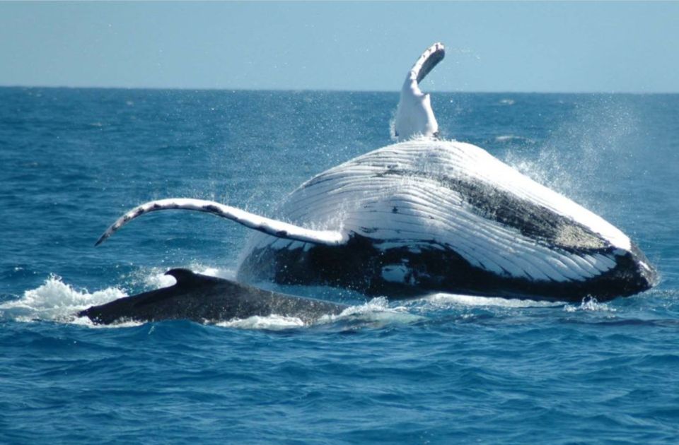 From Punta Cana: Sanctuary Whale Watching Day Trip - Experience