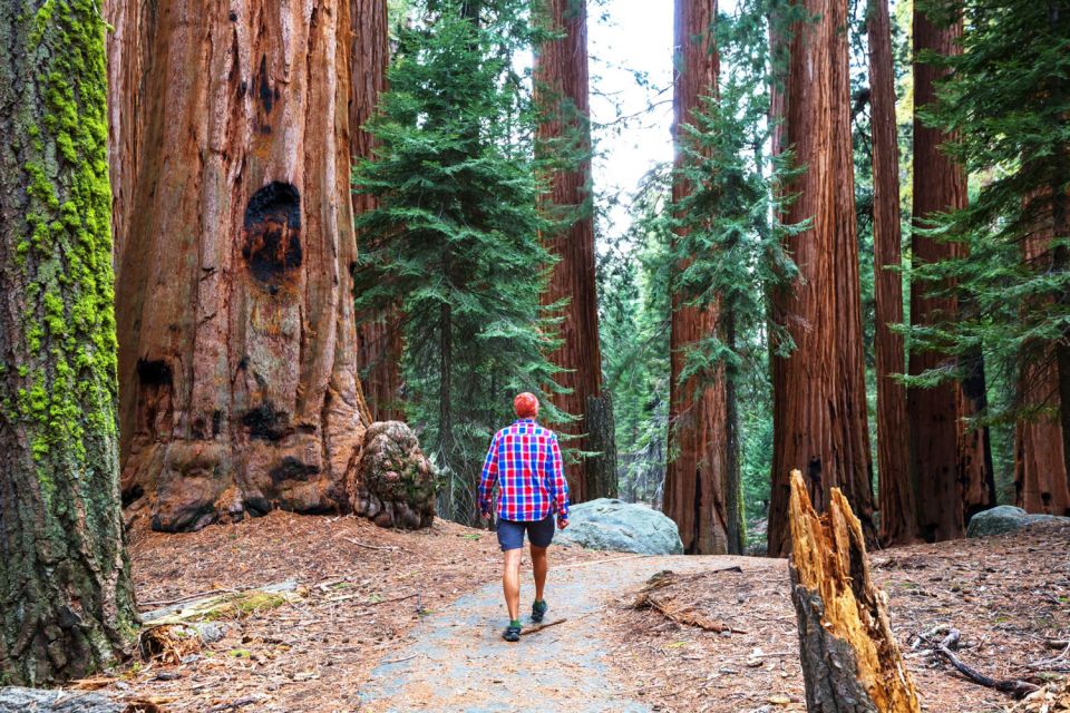 From San Francisco: Yosemite & Tahoe Sierras 4-Day Trip - Itinerary Highlights